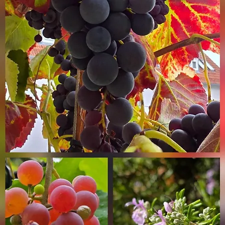 Exotic Tropical Palace - Comfyhome Daire *