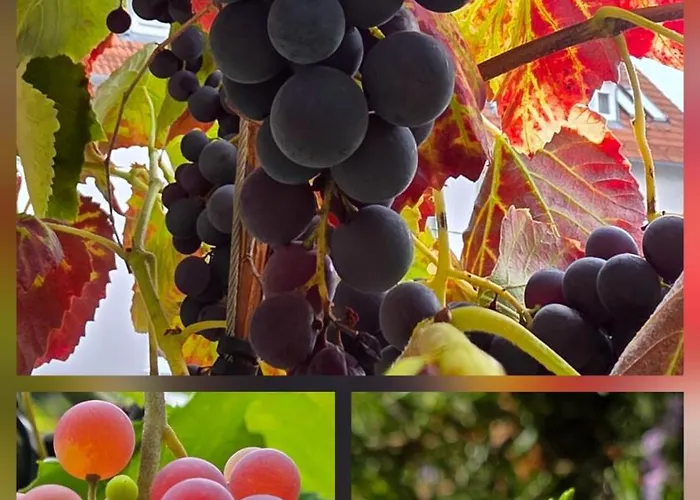 Exotic Tropical Palace - Comfyhome Apartman *